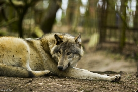 pup11m17saerbeckjessi_son-13