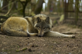 pup11m17saerbeckjessi_son-14