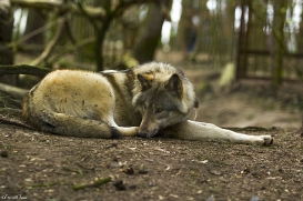 pup11m17saerbeckjessi_son-16