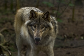 pup11m17saerbeckjessi_son-31