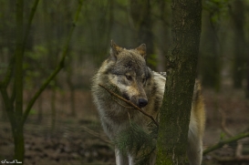 pup11m17saerbeckjessi_son-32