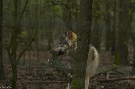 pup11m17saerbeckjessi_son-33
