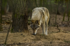 pup11m17saerbeckjessi_son-36