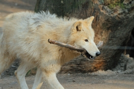 Pup11m12WuppertalKati_Polar-02