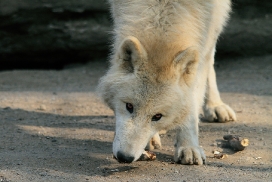 Pup11m12WuppertalKati_Polar-03