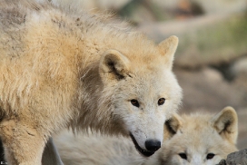 Pup11m12WuppertalKati_Polar-07