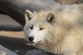 Pup11m12WuppertalKati_Polar-08