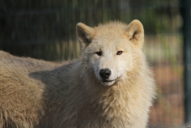 Pup11m12WuppertalKati_Polar-09