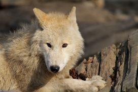 Pup11m12WuppertalKati_Polar-10