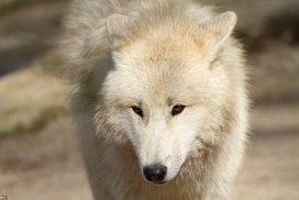 Pup11m12WuppertalKati_Polar-13