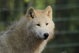 Pup11m12WuppertalKati_Polar-15