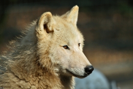 Pup11m12WuppertalKati_Polar-19