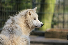 Pup11m12WuppertalKati_Polar-20