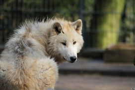 Pup11m12WuppertalKati_Polar-21