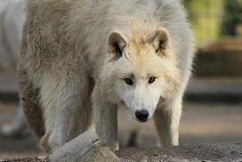 Pup11m12WuppertalKati_Polar-22