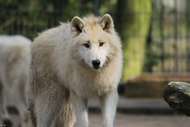 Pup11m12WuppertalKati_Polar-23