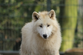 Pup11m12WuppertalKati_Polar-24