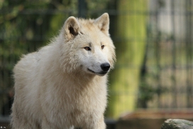 Pup11m12WuppertalKati_Polar-25