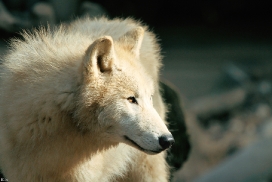 Pup11m12WuppertalKati_Polar-27