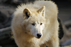 Pup11m12WuppertalKati_Polar-28