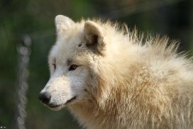 Pup11m12WuppertalKati_Polar-29