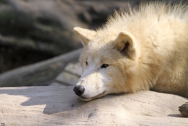 Pup11m12WuppertalKati_Polar-30