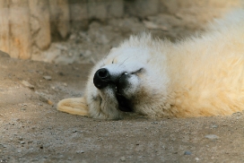 Pup11m12WuppertalKati_Polar-32