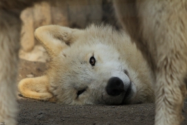 Pup11m12WuppertalKati_Polar-33