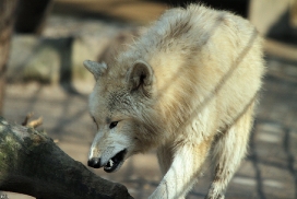 Pup11m12WuppertalKati_Polar-35