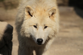 Pup11m12WuppertalKati_Polar-36