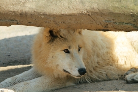 Pup11m12WuppertalKati_Polar-38