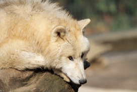 Pup11m12WuppertalKati_Polar-39