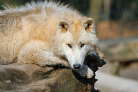 Pup11m12WuppertalKati_Polar-41