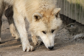 Pup11m12WuppertalKati_Polar-43