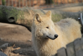 Pup11m12WuppertalKati_Polar-44