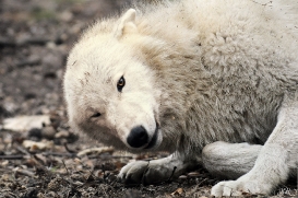 Pup12m12AuheimSas_Aslan-02