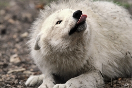 Pup12m12AuheimSas_Aslan-03