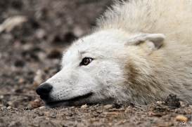 Pup12m12AuheimSas_Aslan-05