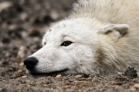 Pup12m12AuheimSas_Aslan-06