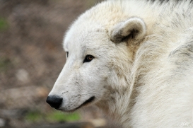 Pup12m12AuheimSas_Aslan-09