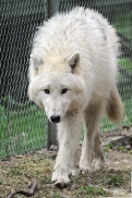 Pup12m12AuheimSas_Aslan-10