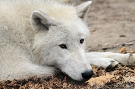 Pup12m12AuheimSas_Inuq-02