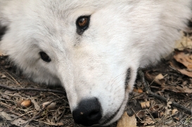 Pup12m12AuheimSas_Inuq-04