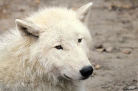 Pup12m12AuheimSas_Inuq-05