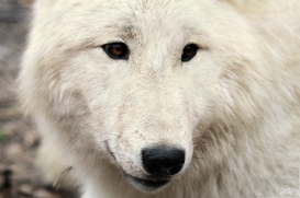 Pup12m12AuheimSas_Inuq-06
