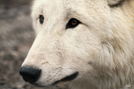Pup12m12AuheimSas_Inuq-07