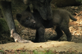Pup5w12EderseeKati_Ceyla-03