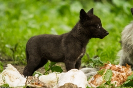 Pup6w14GelsenkirchenKati_Wya-03