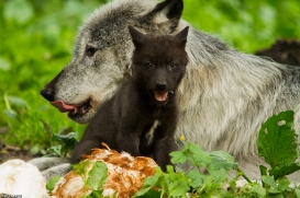 Pup6w14GelsenkirchenKati_Wya-04
