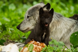 Pup6w14GelsenkirchenKati_Wya-05
